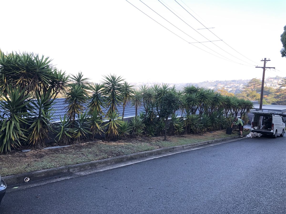 Garden clean up before photo on Sydney North Shore