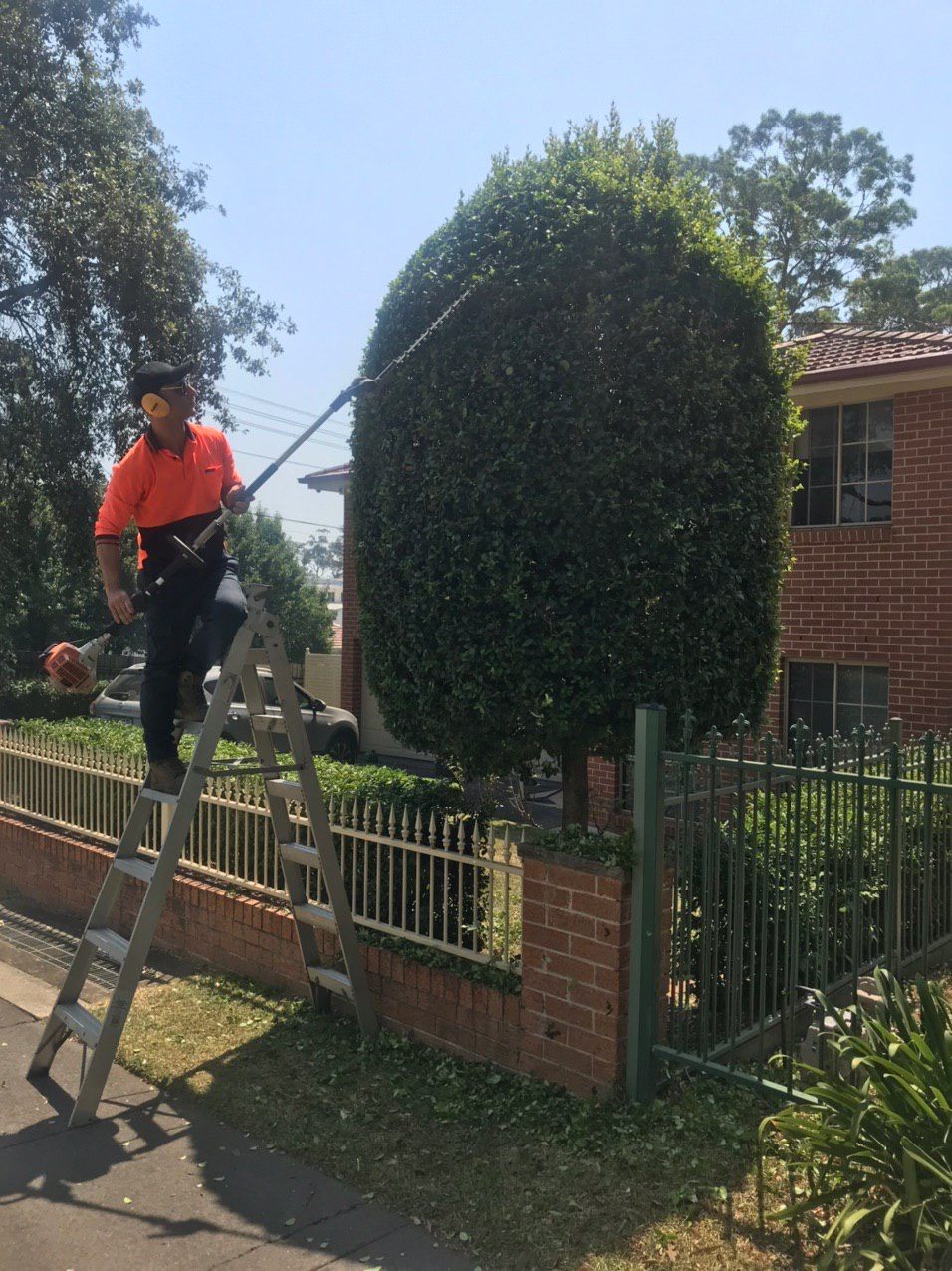 Hedge trimming for a residential garden in Sydney North Shore